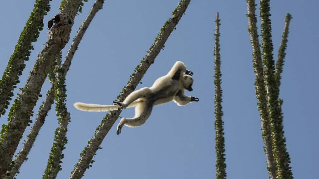 Sifaka in flight, Berenty, Madagascar
