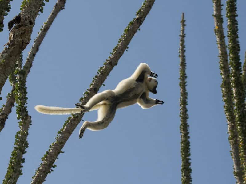 Sifaka in flight, Berenty, Madagascar