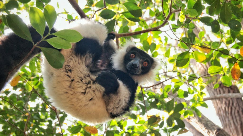 Sifaka on Lemur Island, Andasibe, Madagascar
