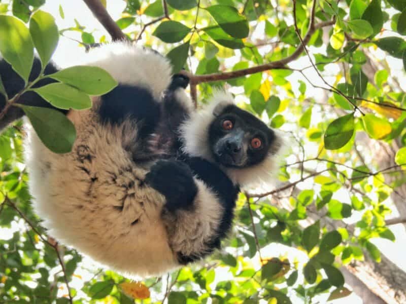 Sifaka on Lemur Island, Andasibe, Madagascar