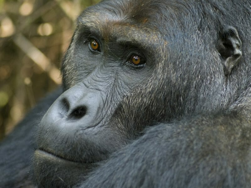 Silverback eastern lowland (Grauer's) gorilla, Democratic Republic of the Congo