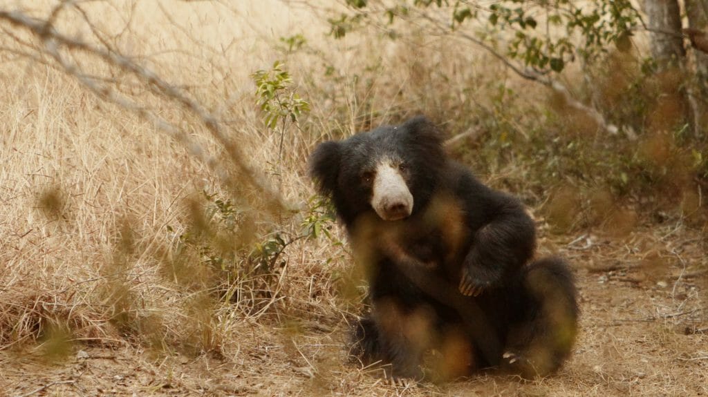 sloth bear, Yala National Park, Sri Lanka