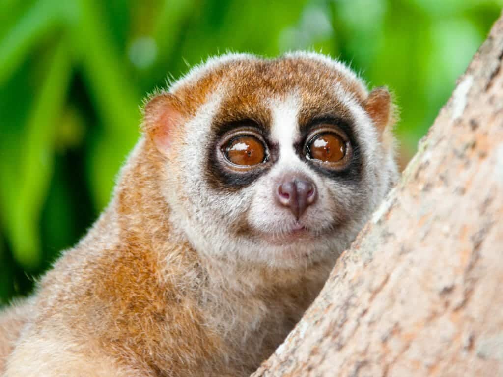 Slow Loris, Way Kambas National Park, Indonesia