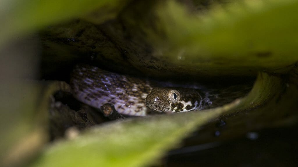 Snake, Fort Dauphin, Madagascar