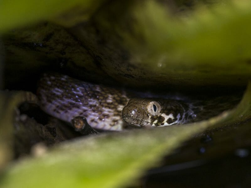 Snake, Fort Dauphin, Madagascar