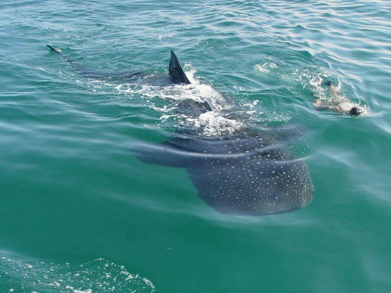 Snorkelling with a Whale Shark, Isla Holbox, Quintana Roo, Mexico