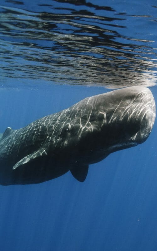 Sperm Whale, Trincomalee, Sri Lanka