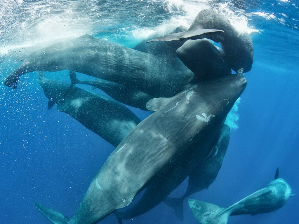 Sperm Whales, Trincomalee, Sri Lanka