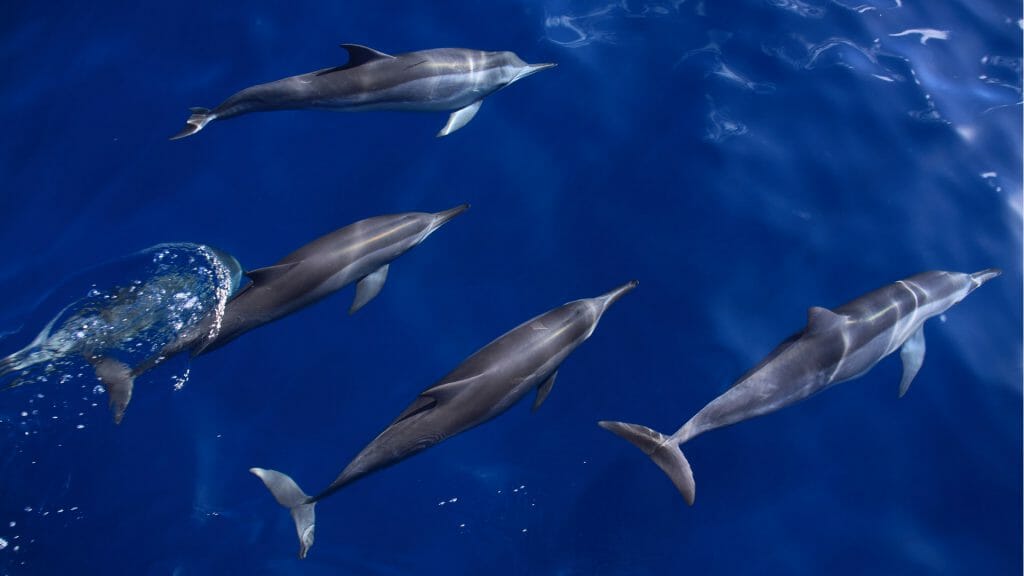 Four spinner dolphins swimming.