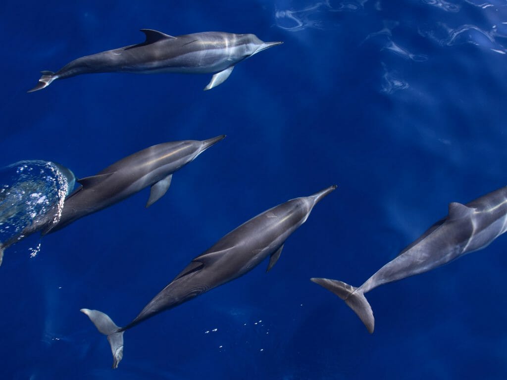 Four spinner dolphins swimming.