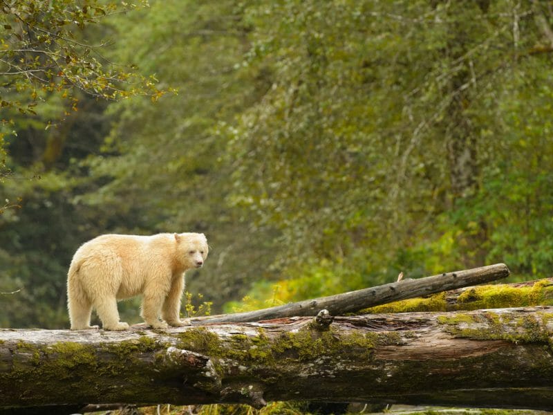 Spirit bear in the forest of Canada