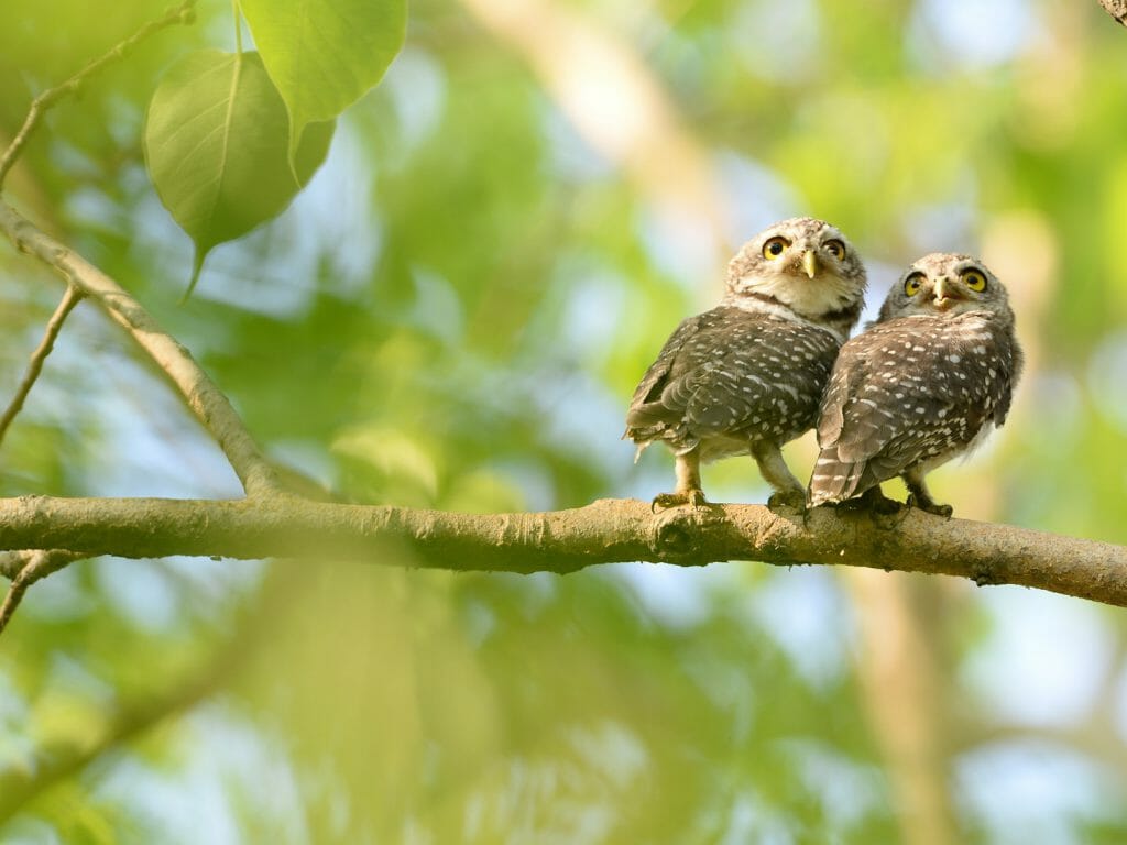 Spotted Owls, Kanha National Park, India