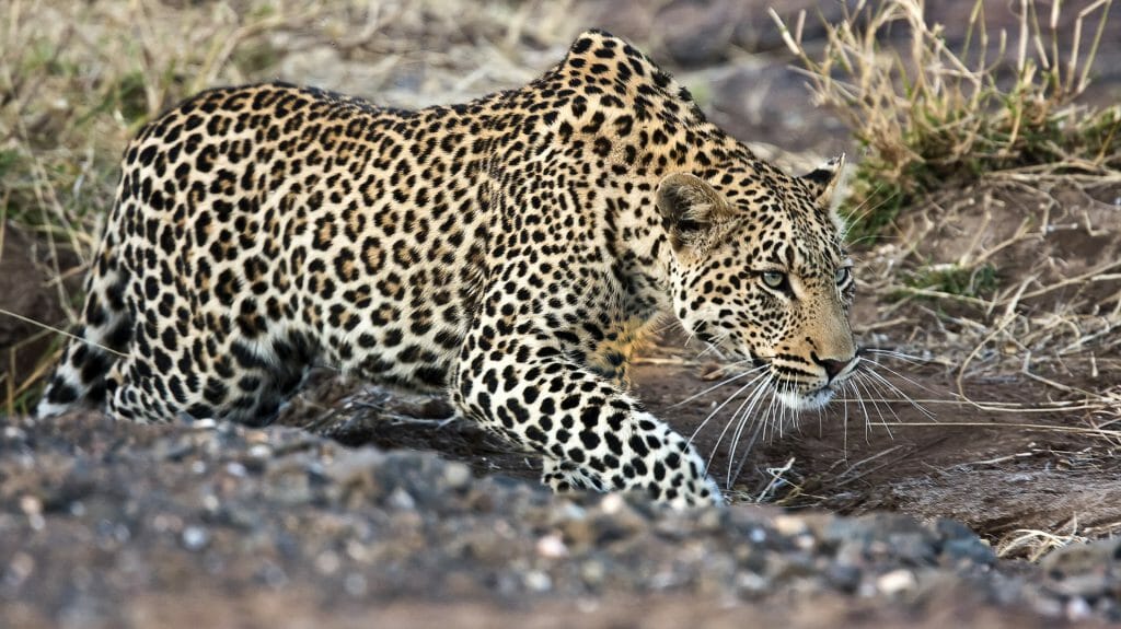 Stalking Leopard, Mashatu Game Reserve, Tuli National Park, Botswana