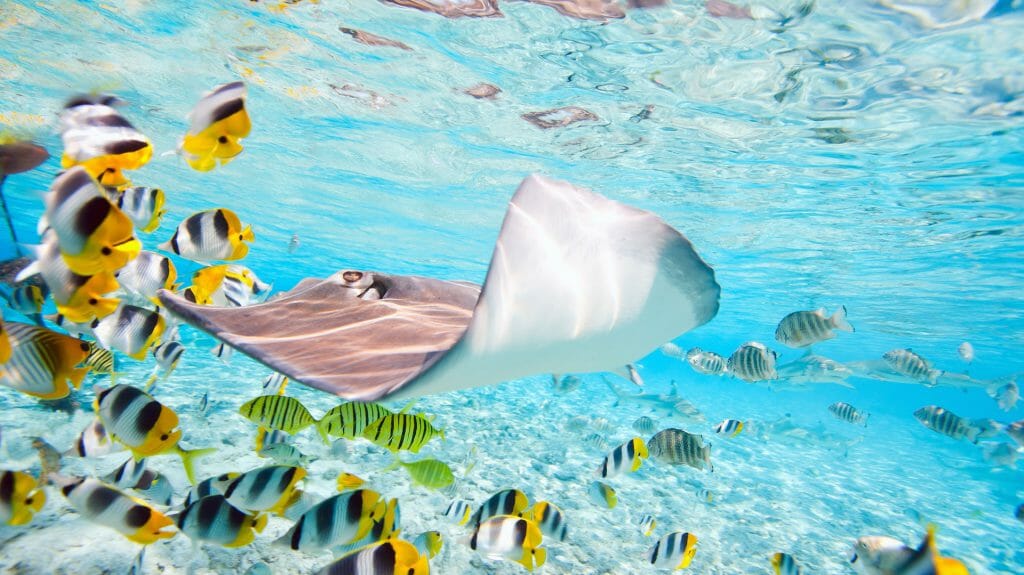 Stingray and Fish, Bora Bora, French Polynesia