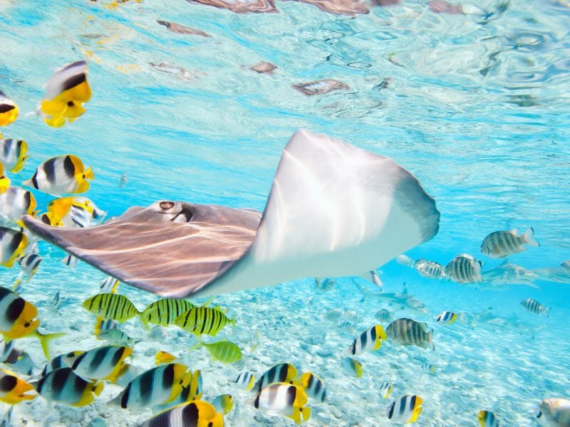 Stingray and Fish, Bora Bora, French Polynesia