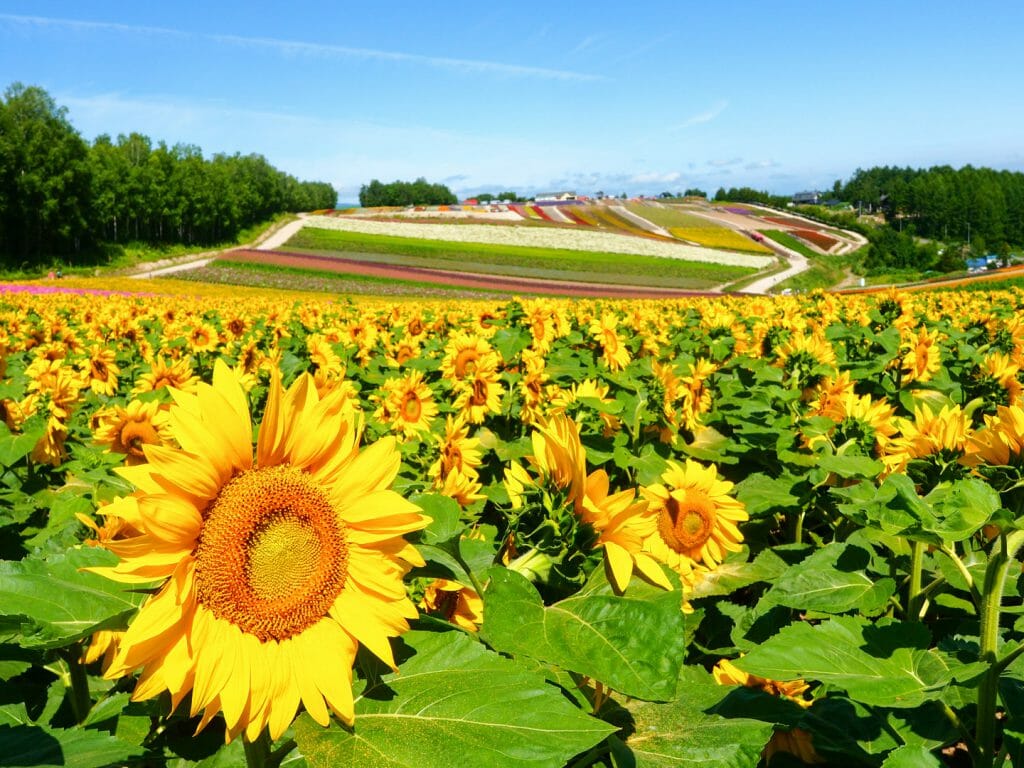 Field of sunflowers with blue sky.