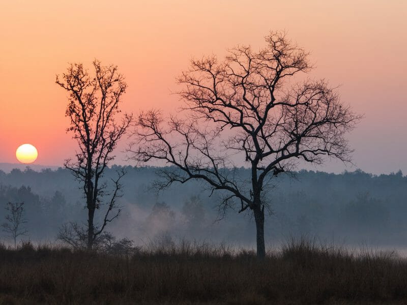 Sunrise, Kanha National Park, India