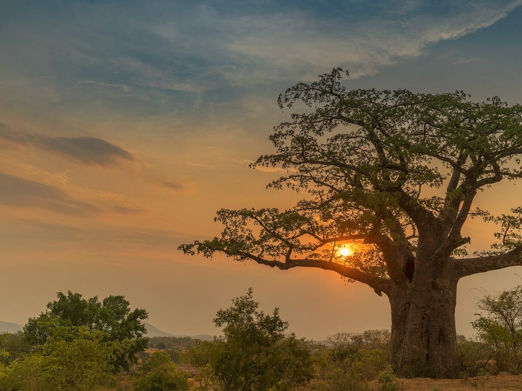 Sunset with baobab, Lubango, Angola