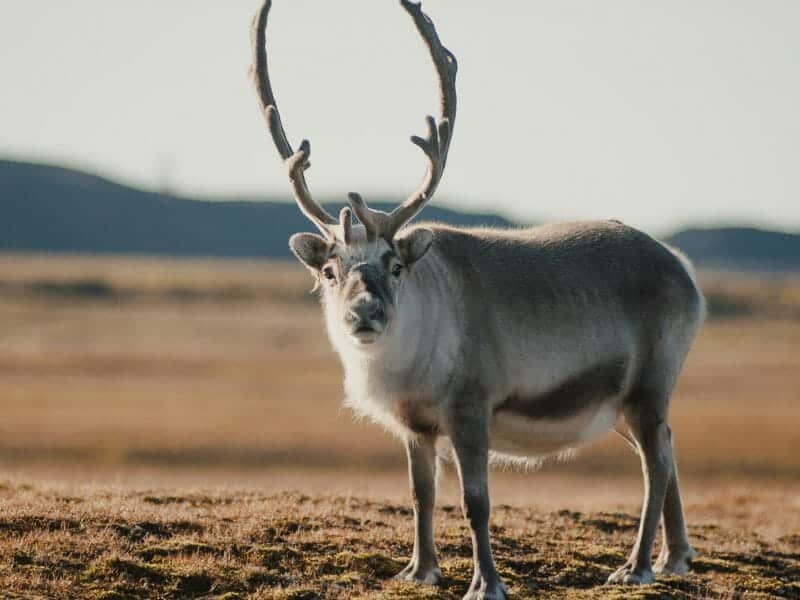 Reindeer, Spitsbergen