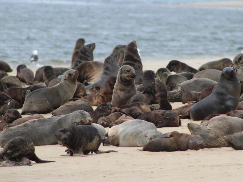 Swakop Seals