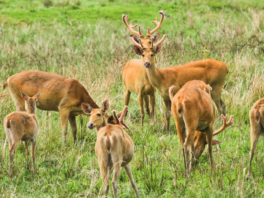 Swamp Deer, Kaziranga National Park, India