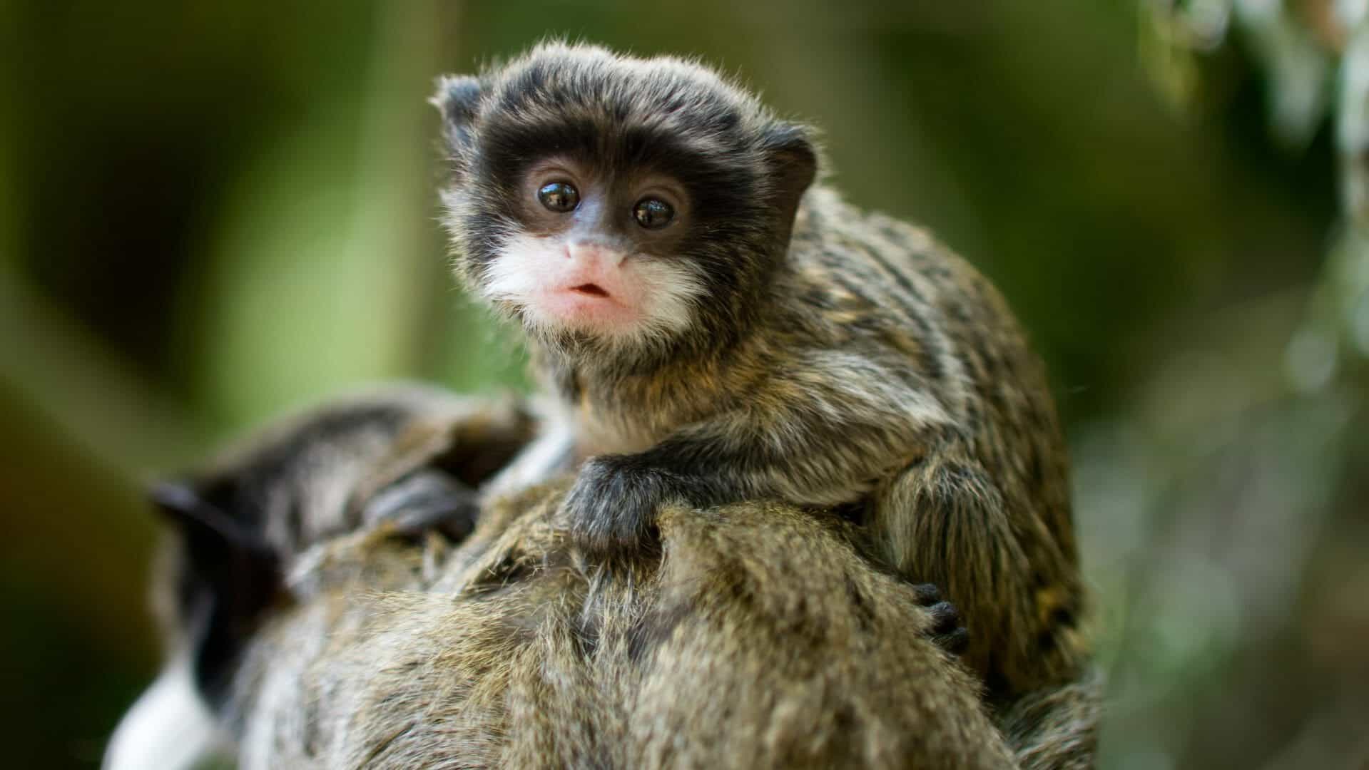 Tamarin, Amazon, Brazil