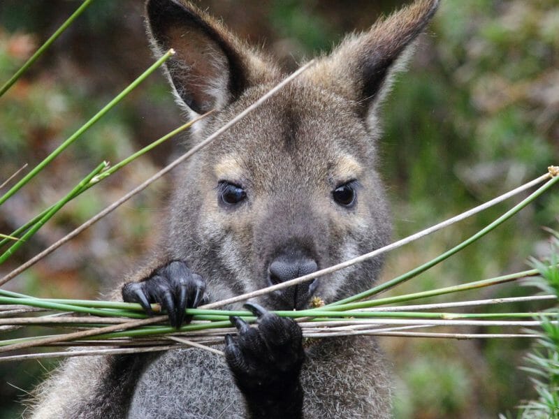 Tasmanian Bennett's wallaby, Cradle Mountain Lake St.Clair National Park, Tasmania, Australia