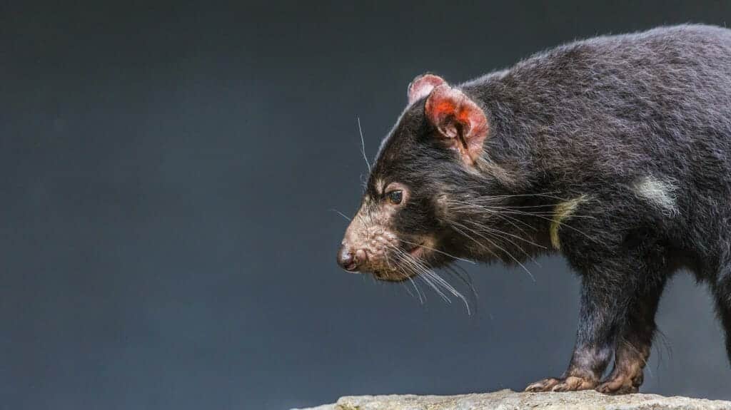 Tasmanian Devil, Tasmania, Australia