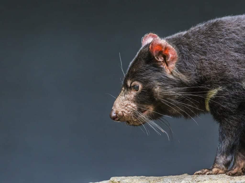 Tasmanian Devil, Tasmania, Australia