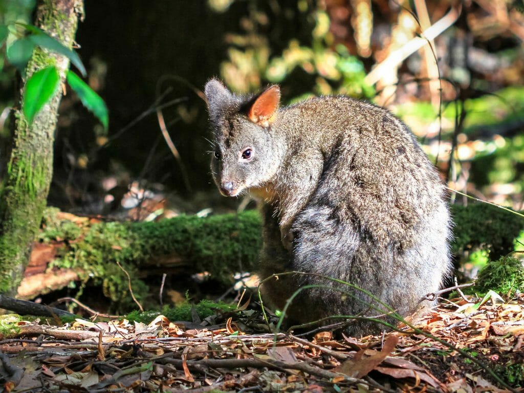 Tasmanian pademelon, Mt. Field National Park, Tasmania, Australia