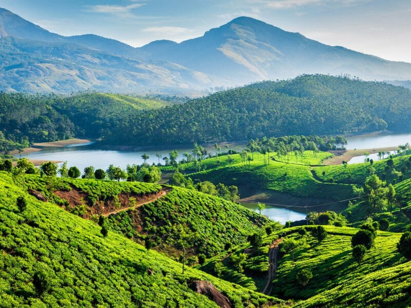 Tea Estates, Munnar, Kerala, India