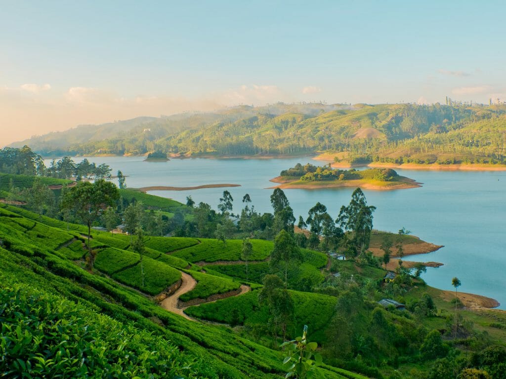 Tea Estates, Sri Lanka