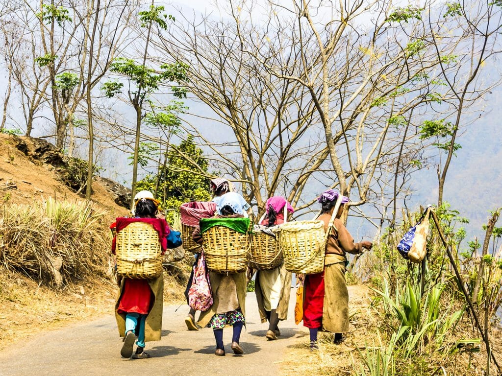 Tea Pickers, Darjeeling, India