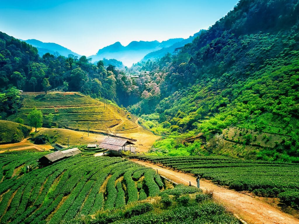 Tea plantations on angkhang mountain, chiang mai