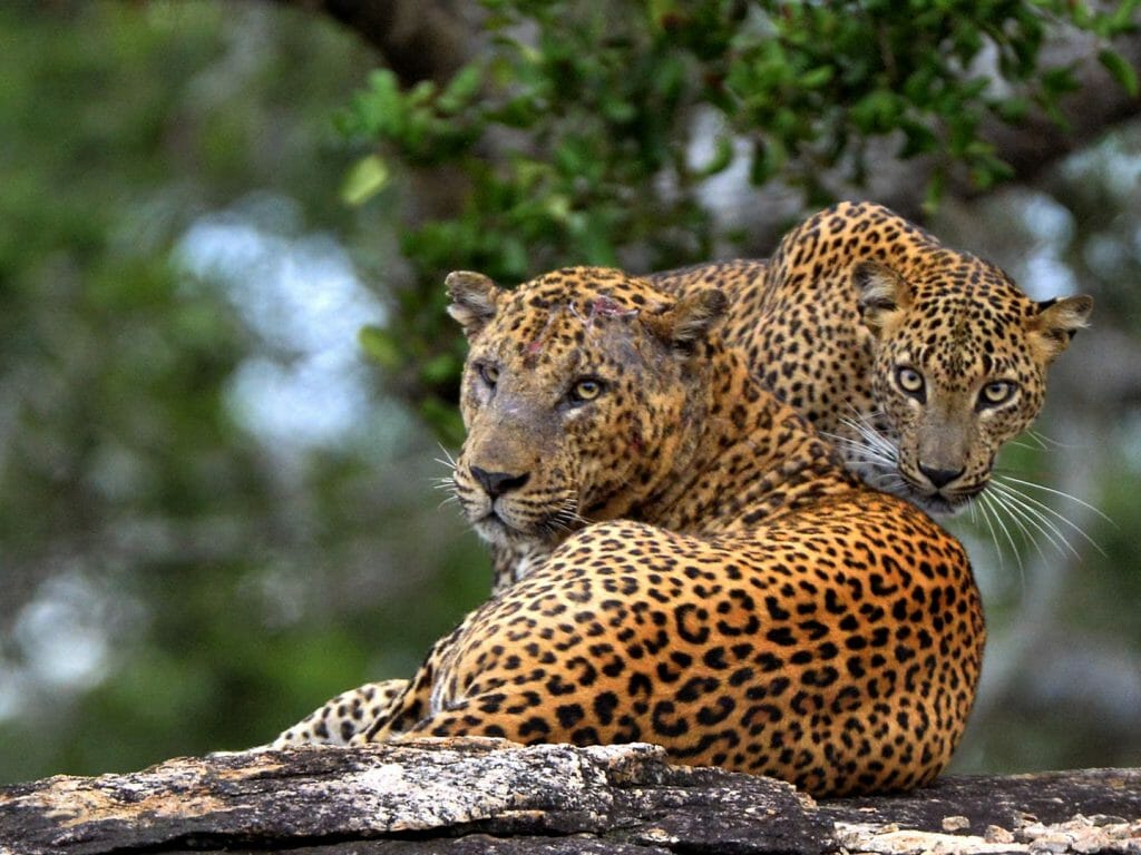 The Sri Lankan leopard