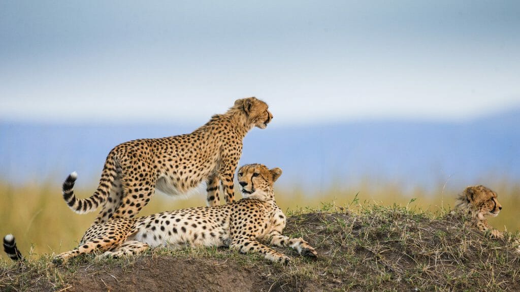Three cheetahs in the savannah, Serengeti National Park, Tanzania