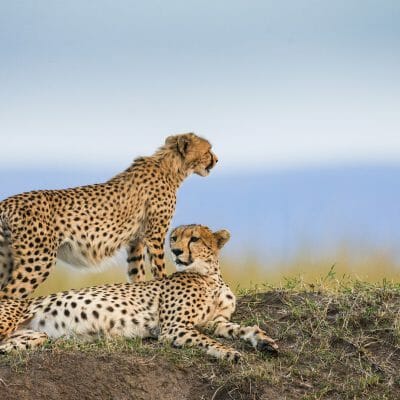 Are you an expert in African wildlife? | Our Quizzes | Steppes Travel