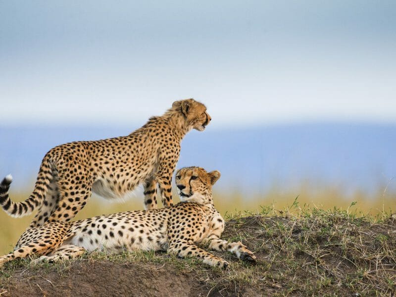 Three cheetahs in the savannah, Serengeti National Park, Tanzania