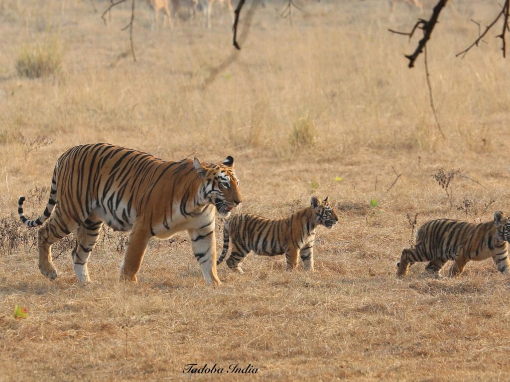 Tiger Cubs, Tadoba National Park, India