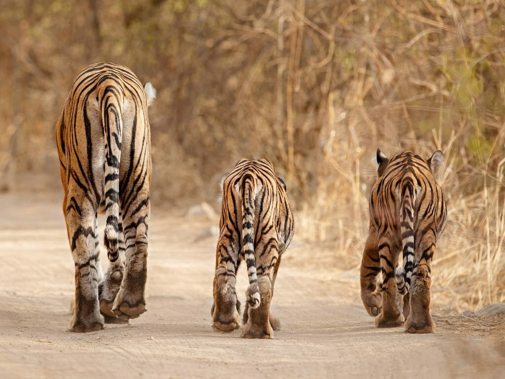 Bengal Tigers, India