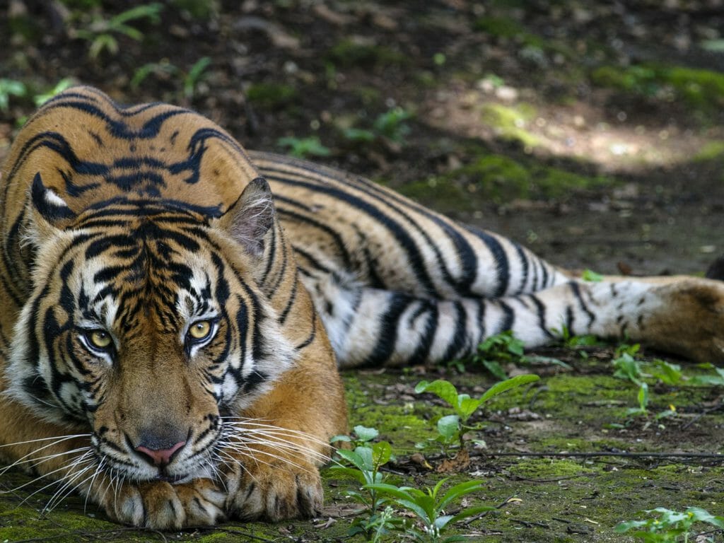 Tiger, India