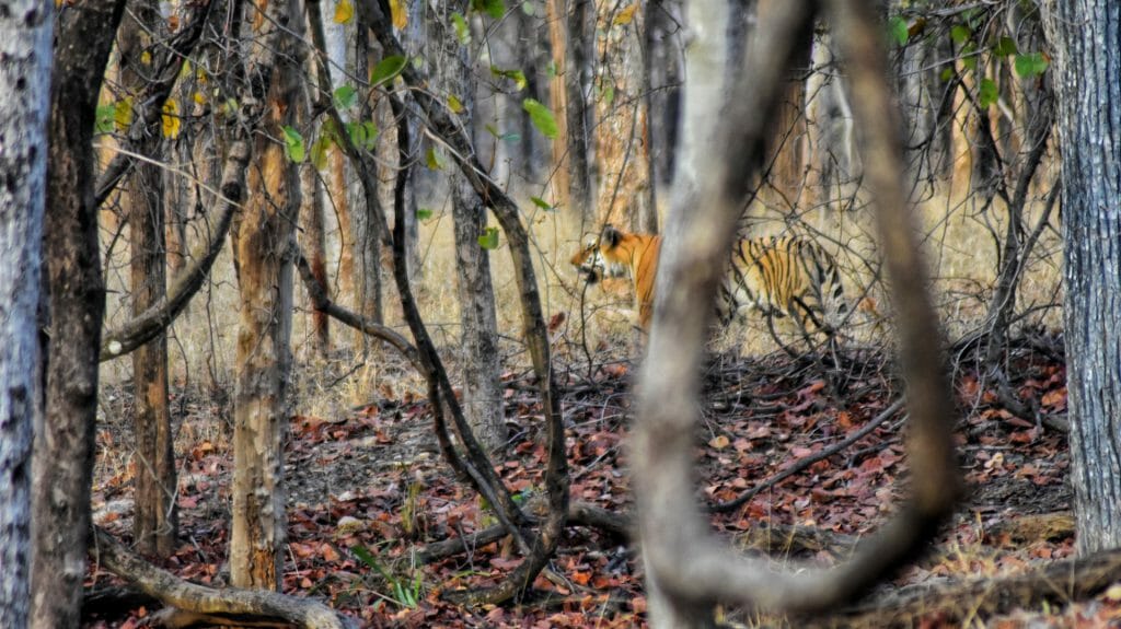 Tiger, Pench NP