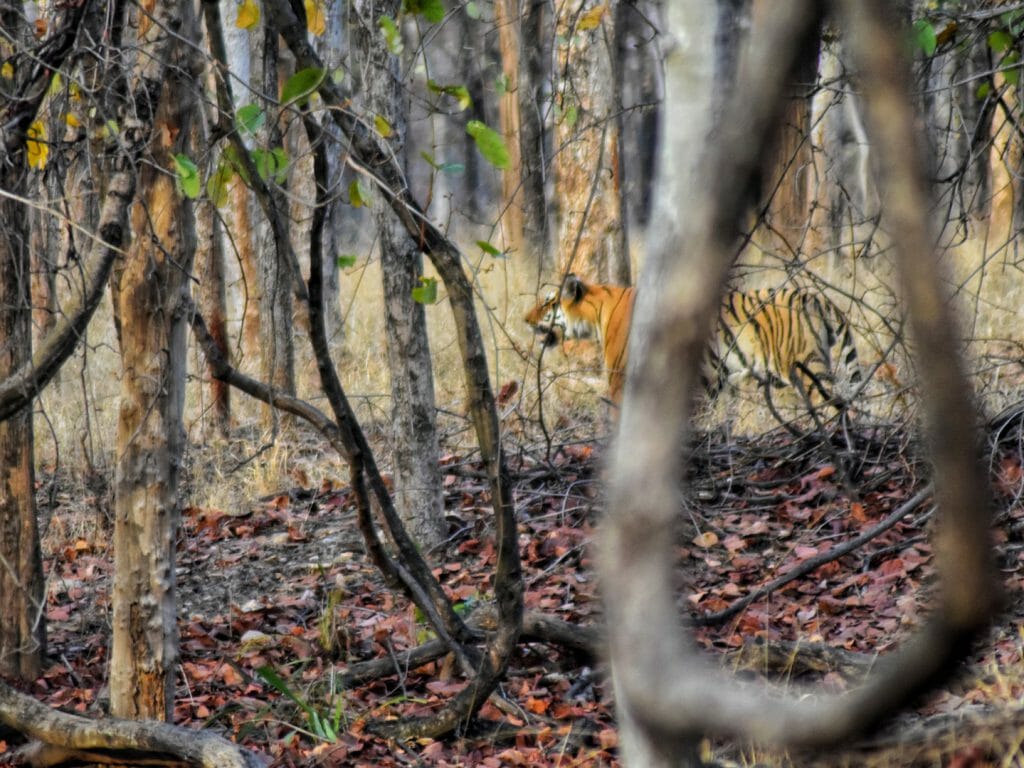 Tiger, Pench NP