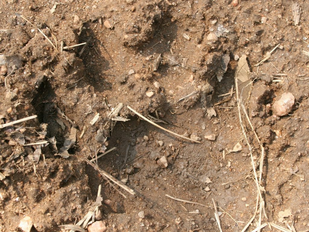 Tiger pug mark, Pench National Park, India