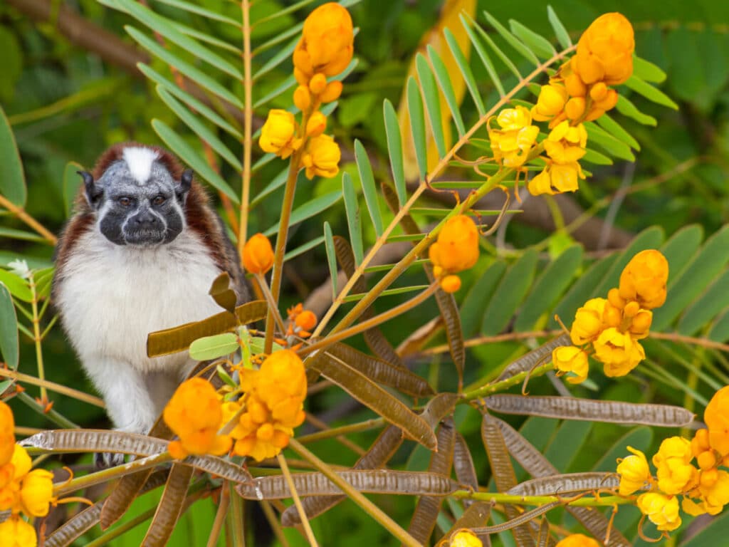 Titi Monnkey, Panama