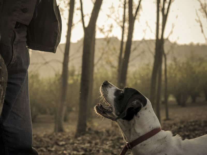 Truffle Hunting, Tuscany, Italy