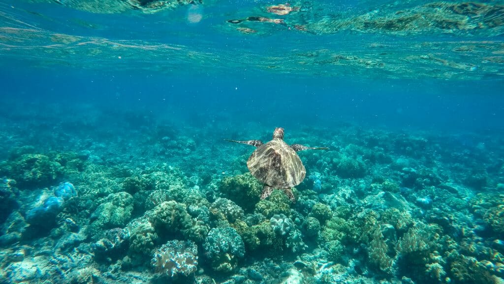 Turtle swimming in Antigua