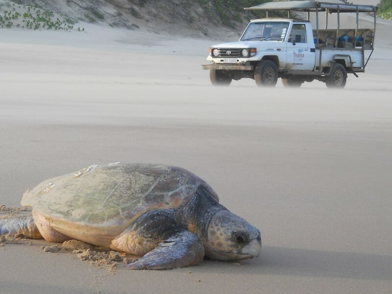 turtle viewing, Thonga Beach Lodge, Kwa Zulu Natal, South Africa