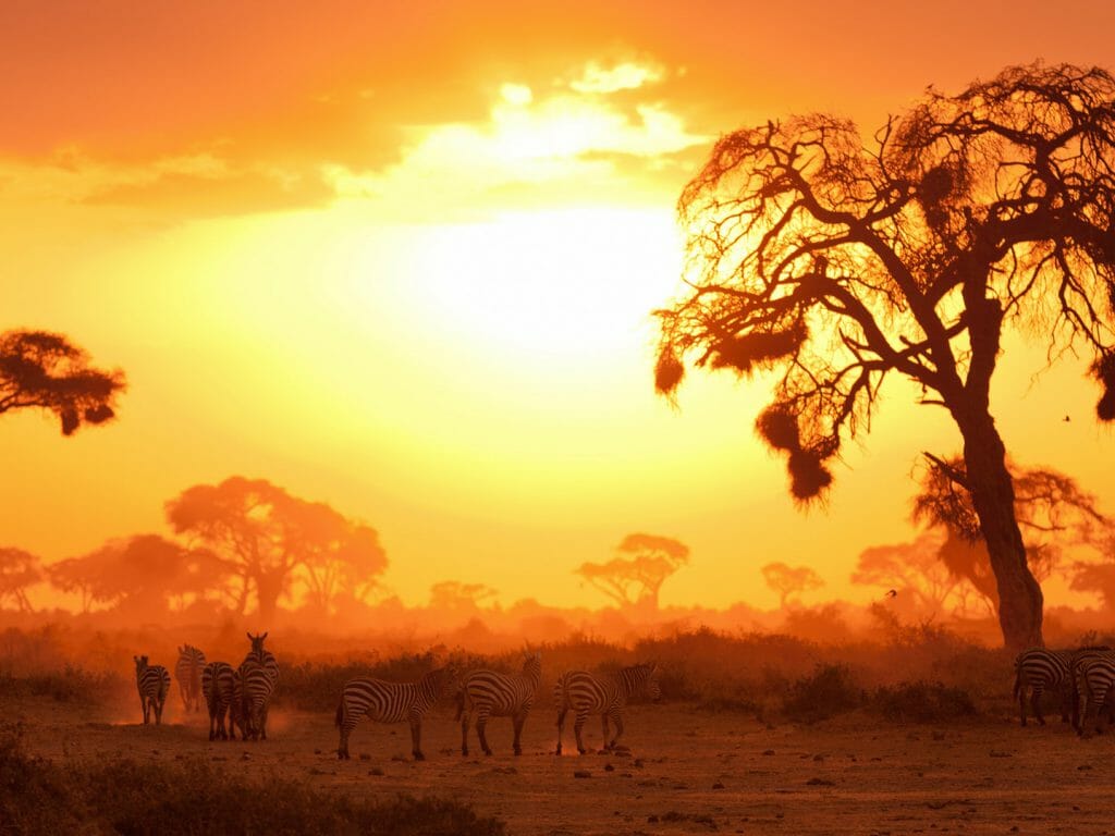 Typical African sunset with acacia trees, Masai Mara, Kenya