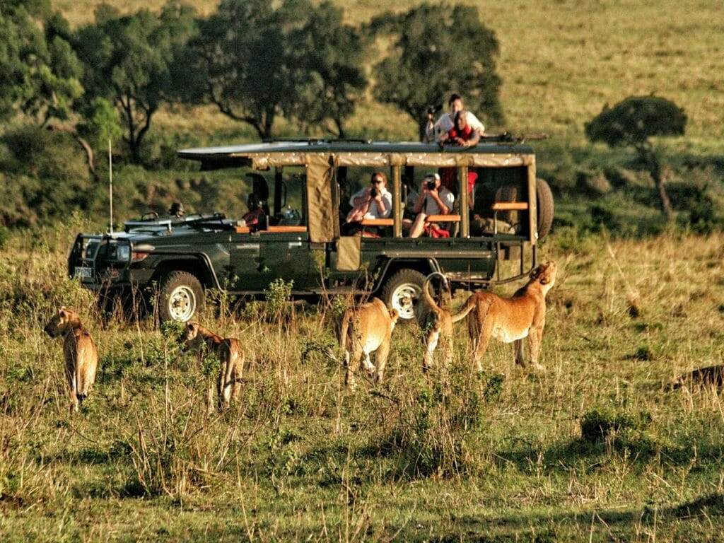 Vehicle and lion pride, Masai Mara, Kenya